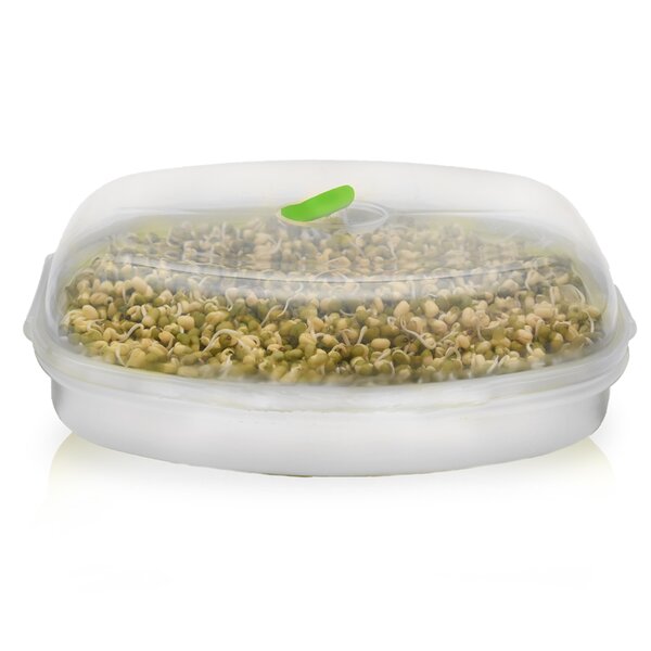 Naklíčovacia misa s vekom 29x21 cm