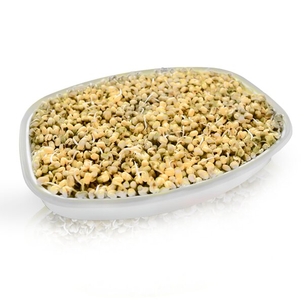 Naklíčovacia misa s vekom 29x21 cm