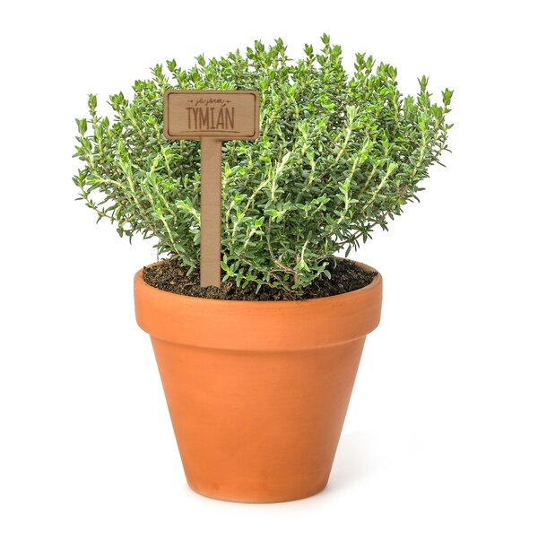 Zápich do kvetináča tymian