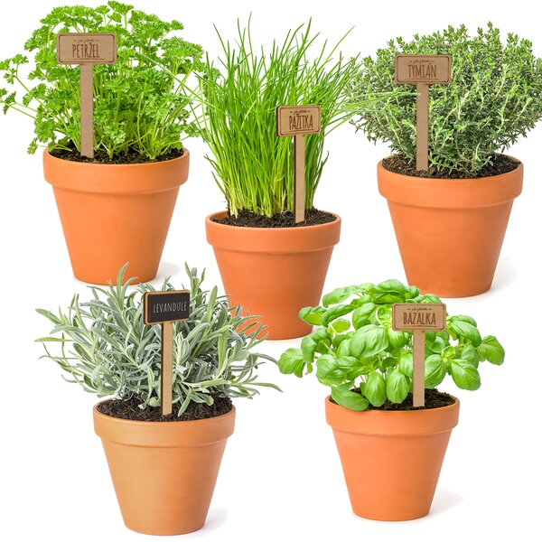 Zápich do kvetináča tymian