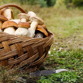 Hubársky nôž zatvárací so štetcom 6 cm